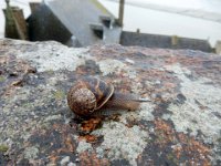 Snail on Mont Saint Michel wall