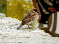 Bird at Mont Saint Michel