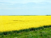 Rapeseed farm in French countryside