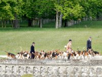 Hunting dogs at Chateau de Champchevrier