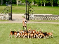 Hunting dogs at Chateau de Champchevrier