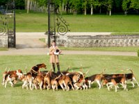 Hunting dogs at Chateau de Champchevrier