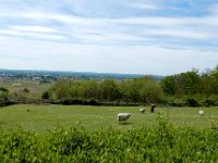 Animals at Le Moulin Bleu