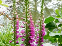 Monet's garden in Giverny