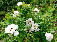 Monet's garden in Giverny