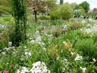 Monet's garden in Giverny