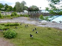 Helsinki geese