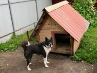 Dog in Uglich