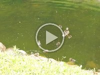 Ducks in Catherine Palace grounds, Pushkin